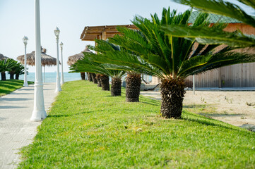 Beautiful palm trees planted along the road. Cycas revoluta, sago palm, king sago, sago cycad,...