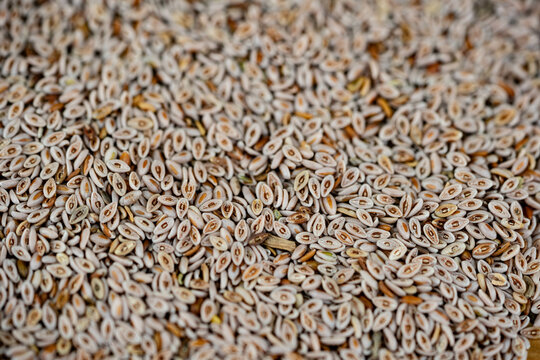Psyllium seeds and psyllium husks on olive wood