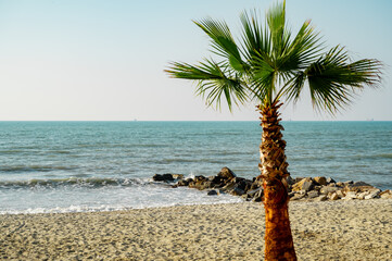 Lonely palm tree on a beach, tropical view.