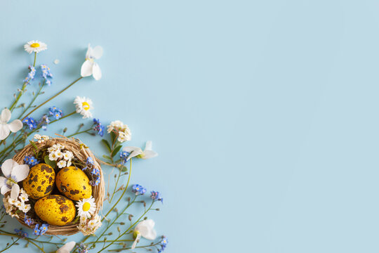 Easter flat lay. Stylish easter eggs and spring flowers in nest on blue background, space for text. Easter modern minimal banner. Season greetings mockup