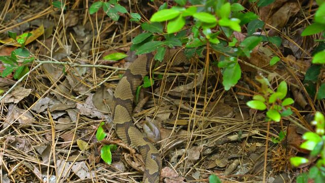 A venomous Copperhead snake slowly slithers over brown leaves and pine needles into the green underbrush of the North Carolina coast.