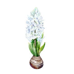 Botanical watercolor illustration of blue Hyacinth. Watercolor illustration on white background. Hand drawn Hyacinths are suitable for spring and Easter designs in delicate pastel colors.