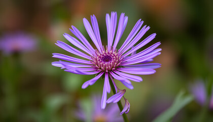 Obraz premium A beautiful wildflower with purple petals in sharp focus, surrounded by a blurred green meadow background.