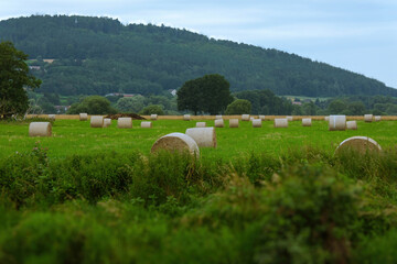 Vast Field with Numerous Round Hay Bales After Harvest