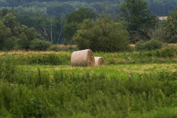 Vast Field with Numerous Round Hay Bales After Harvest