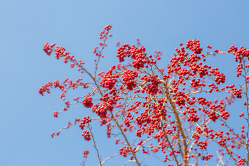 Bright red berries from a Winterberry Holly shrub - Ilex verticillata