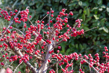 Bright red berries from a Winterberry Holly shrub - Ilex verticillata