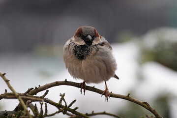 The house sparrow is a bird of the sparrow family Passeridae, found in most parts of the world. © Mariusz