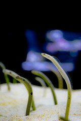 黒と白の背景に 白色のチンアナゴがいる