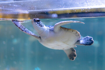 水族館の赤ちゃんから子どもくらいのウミガメ