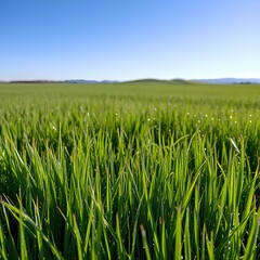 Obraz premium A close-up of fresh green grass covered in delicate morning dew, each blade shimmering with tiny water droplets that reflect the early sunlight