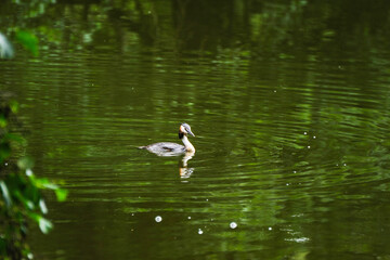 Bird Swimming on Lake in Forest - Great Crested Grebe or Eared Grebe
