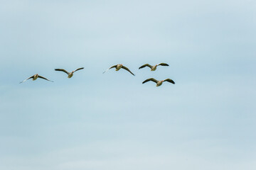 Flock of Wild Geese Flying Against a Clear Blue Sky