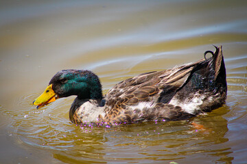 Coloridos patos en el lago