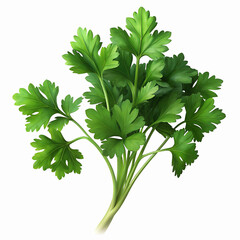 Fresh Green Parsley Leaves Herb Closeup for Cooking Decoration Healthy Eating Transparent Background
