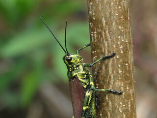 Incredible cricket with the colors of Brazil, Brazilian Amazon, Pará