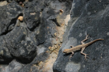 Lizard resting on rocky surface in Socotra Degub Cave, Socotra Island, Yemen