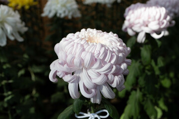 菊花壇展で展示されている菊の花