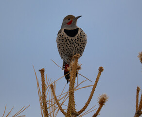 Northern flicker bird sitting on top of tree with a blue sky in the background. 