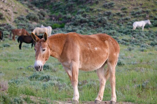 Mule standing in a field with horses and mules on a hill in the background in Wyoming. 