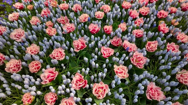Red Giant Tecolote ranunculus flower bed in the Netherlands flower field