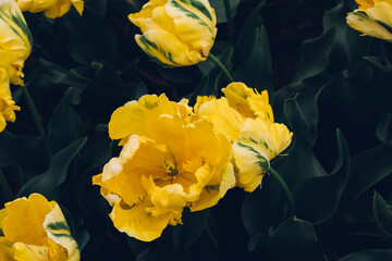 Beautiful fresh yellow terry tulip flowers in full bloom in the garden, close up view against dark green leaves background. Floral spring texture for background.