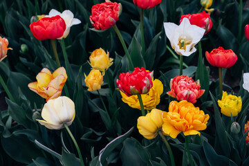 Beautiful colorful terry tulips in full bloom in the garden, close-up view. Floral background. Natural texture.