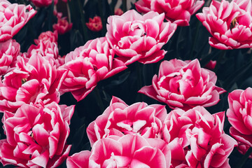 Beautiful colorful terry tulips in full bloom in the garden. Floral texture for background.