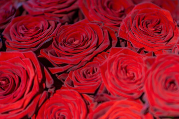 Close-up of deep red roses in full bloom, showcasing intricate petal details and texture.
