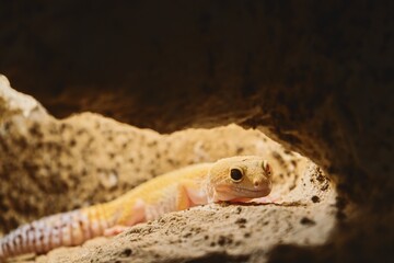Leopard Gecko Resting in Its Hideout