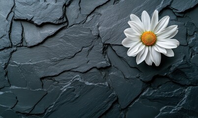 Intricate white daisy resting on a dark slate surface, contrasting simplicity with elegance.