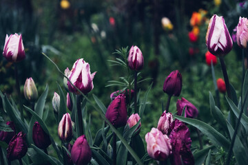 Beautiful meadow with fresh pastel colored tulip flowers in full bloom. Natural floral texture for...