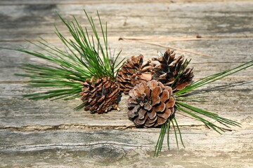 Japanese black pine tree and pine cones. Evergreen coniferous tree. Grows near the coast and is...