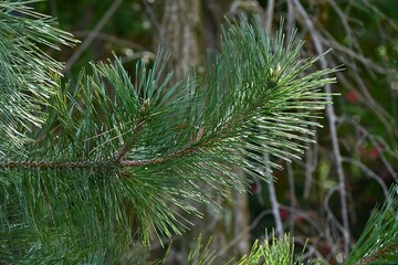 Japanese black pine tree and pine cones. Evergreen coniferous tree. Grows near the coast and is used as a windbreak, tidebreak forest, garden tree, bonsai, etc.