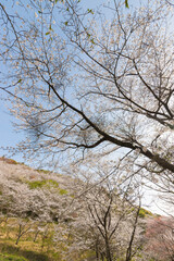 Fototapeta premium 花立公園の桜（宮崎県日南市）