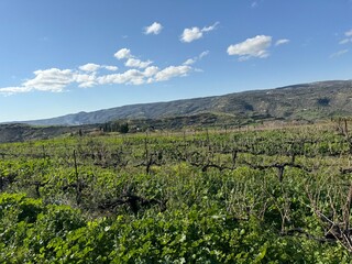 Fototapeta premium Vineyard landscape in green fields. Mediterranean agriculture in spring, vineyard in the highlands.