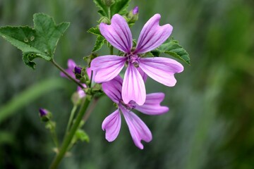 Fleurs de grande mauve ou mauve sylvestre (malva sylvestris) ou mauve des bois