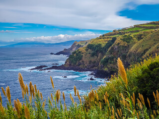 Giant reeds in the wind with a stunning panoramic view of Azores islands cliffs and Atlantic ocean....