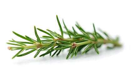 Fototapeta premium Fresh rosemary sprig with needle-like leaves perfect for culinary use