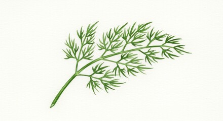 Naklejka premium Watercolor bunch of fresh dill on white background