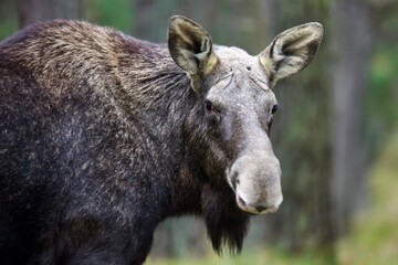 Fototapeta premium portrait of a wild moose