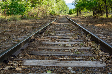 railroad tracks in the forest