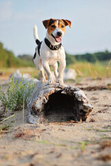 Dog exploring beach edges without leash. Walk fueling bright energy. Walk capturing dogs playful...