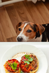 Dog lifts nose toward leftover plate, eager to beg for savory morsel, beg with wide pleading eyes, beg fueling lighthearted tension between curious pet and tempting meal