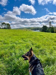 german shepherd dog in the grass and blue sky