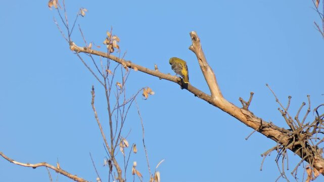 Eurasian golden oriole bird (Oriolus oriolus) turns around on dead branch to see flying bird against clear blue sky