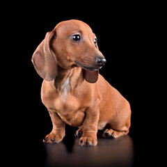 Studio shot of brown dachshund puppy