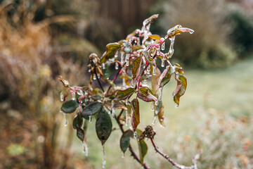 icicle on rose in winter, Branch with icicle closeup, winter season, ice on leaves.