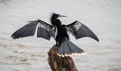 American Darter snakebird Anhinga anhinga sunbathing with extended wings in Iguazú national park,...
