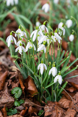 Snowdrop flowers on a forest floor.